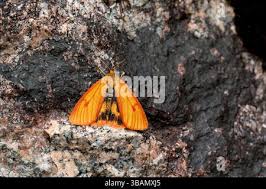 Attēlu rezultāti vaicājumam “Diacrisia sannio female”