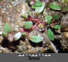 Attēlu rezultāti vaicājumam “Elatine hydropiper”