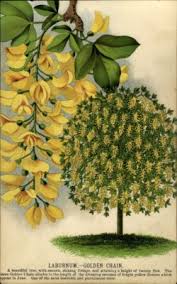 Attēlu rezultāti vaicājumam “Laburnum”