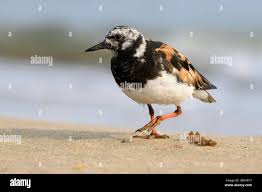 Attēlu rezultāti vaicājumam “Arenaria interpres adult”