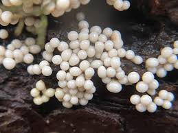 Attēlu rezultāti vaicājumam “Trichia varia macro”