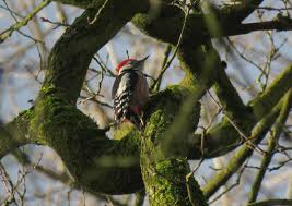 Attēlu rezultāti vaicājumam “Dendrocopos medius”