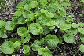 Attēlu rezultāti vaicājumam “Viola epipsila”