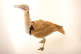 Image result for Chlamydotis macqueenii