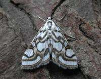 Attēlu rezultāti vaicājumam “Nymphula nitidulata”