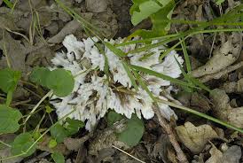 Attēlu rezultāti vaicājumam “Thelephora penicillata”