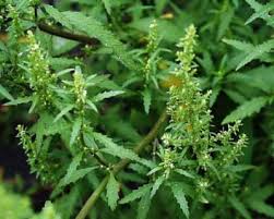 Image result for Chenopodium ambrosioides
