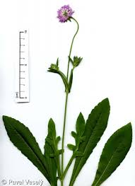 Image result for Knautia arvensis