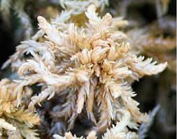 Attēlu rezultāti vaicājumam “Sphagnum subsecundum”