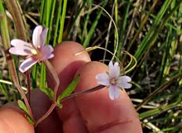 Attēlu rezultāti vaicājumam “xComagaria rosea  flower”