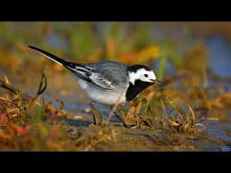 Attēlu rezultāti vaicājumam “Motacilla alba”