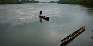 Image result for Styracura pacifica