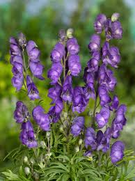 Attēlu rezultāti vaicājumam “Aconitum napellus flower”