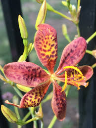 Image result for Pardancanda norrisii