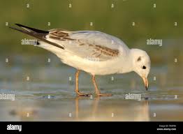 Attēlu rezultāti vaicājumam “Larus ridibundus juvenile”