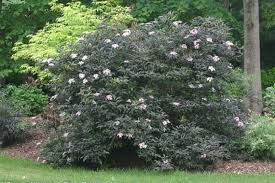 Attēlu rezultāti vaicājumam “Sambucus nigra”