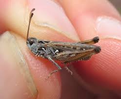 Attēlu rezultāti vaicājumam “Myrmeleotettix maculatus”