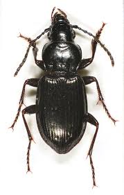 Attēlu rezultāti vaicājumam “Pterostichus aethiops”