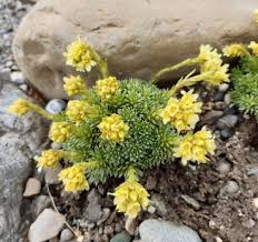 Image result for Steinbrech