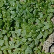 Attēlu rezultāti vaicājumam “Callitriche hermaphroditica leaf”