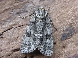 Attēlu rezultāti vaicājumam “Acronicta rumicis”