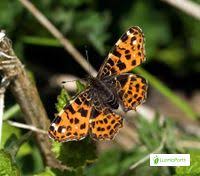 Attēlu rezultāti vaicājumam “Araschnia levana upperside”