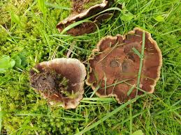 Attēlu rezultāti vaicājumam “Coltricia perennis”