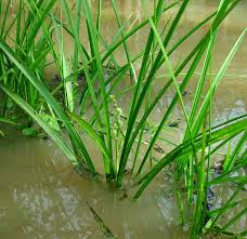 Attēlu rezultāti vaicājumam “Sparganium minimum leaf”