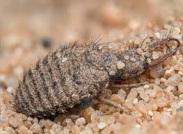 Attēlu rezultāti vaicājumam “Myrmeleontidae imago”