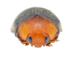 Image result for Cryptolaemus