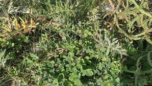 Attēlu rezultāti vaicājumam “Medicago lupulina fruit”