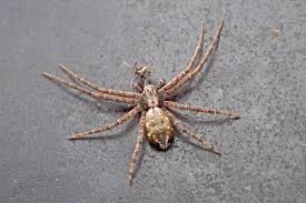 Attēlu rezultāti vaicājumam “Philodromidae”