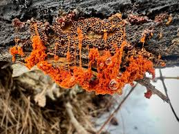 Attēlu rezultāti vaicājumam “Metatrichia vesparia”