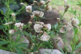 Attēlu rezultāti vaicājumam “Cirsium arvense flower”