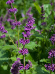 Attēlu rezultāti vaicājumam “Salvia verticillata”