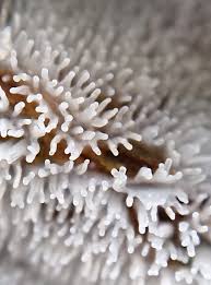 Attēlu rezultāti vaicājumam “Ceratiomyxa fruticulosa young”