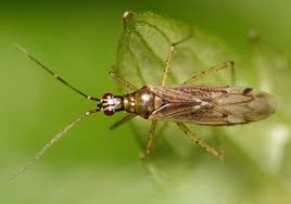 Attēlu rezultāti vaicājumam “Dicyphus nymph”