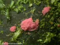 Attēlu rezultāti vaicājumam “Illosporiopsis christiansenii”