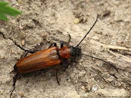 Attēlu rezultāti vaicājumam “Anogcodes melanurus”