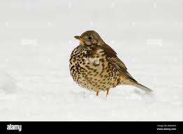 Attēlu rezultāti vaicājumam “Turdus viscivorus adult”