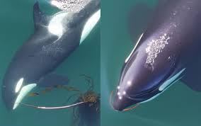 Image result for Orcinus orca