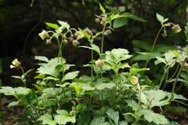 Attēlu rezultāti vaicājumam “Geum rivale fruit”