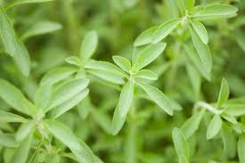 Image result for Stevia rebaudiana