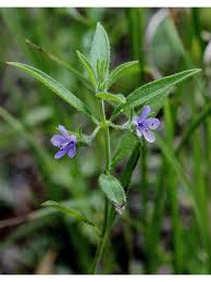 Attēlu rezultāti vaicājumam “Trichiaceae, Hemitrichiaceae, Arcyriaceae”