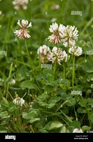 Attēlu rezultāti vaicājumam “Trifolium repens flower”