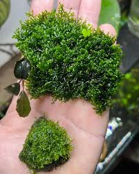 Attēlu rezultāti vaicājumam “Riccardia palmata”