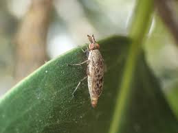 Attēlu rezultāti vaicājumam “Therevidae larva”