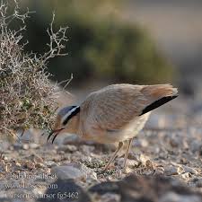 Image result for Cursorius cursor