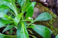 Attēlu rezultāti vaicājumam “Myosotis sparsiflora”