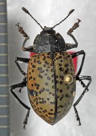 Attēlu rezultāti vaicājumam “Erotylidae”